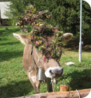 gasthof edelweiss, urlaub martell, wanderurlaub s�dtirol, wanderurlaub martell, urlaub latsch